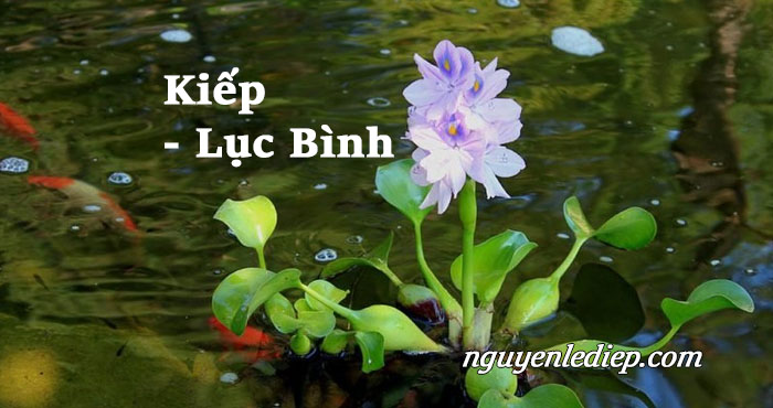 Kiếp Lục Bình